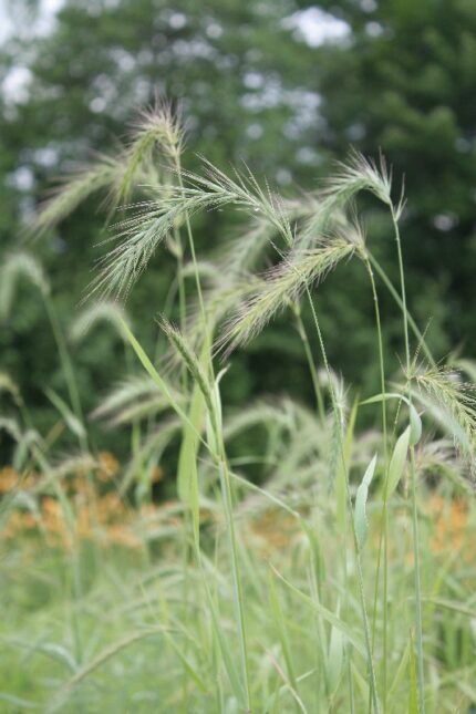Semences - Élyme du Canada Elymus canadensis