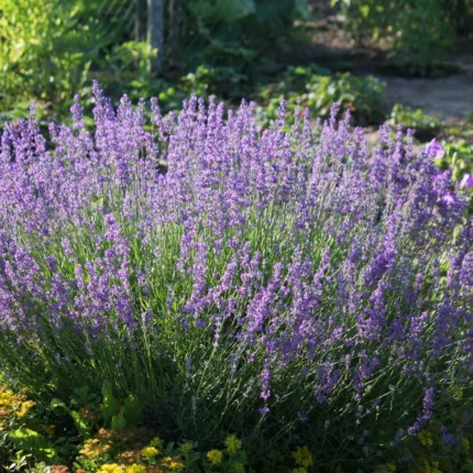 Semences - Lavande officinale Lavandula angustifolia